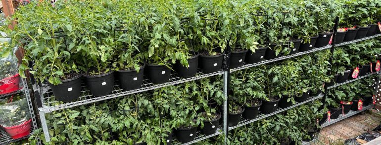 Un grand succès pour notre troisième Marché de Fleurs !